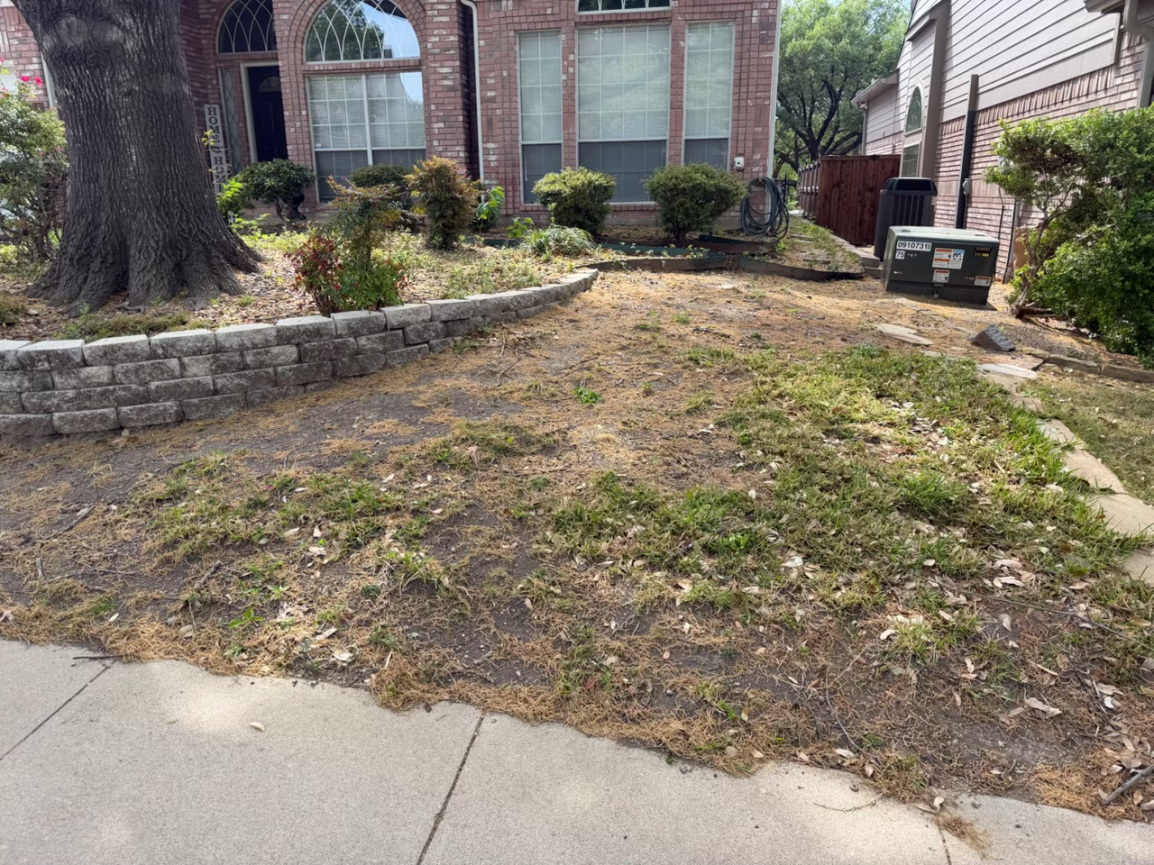 yard before landscaping