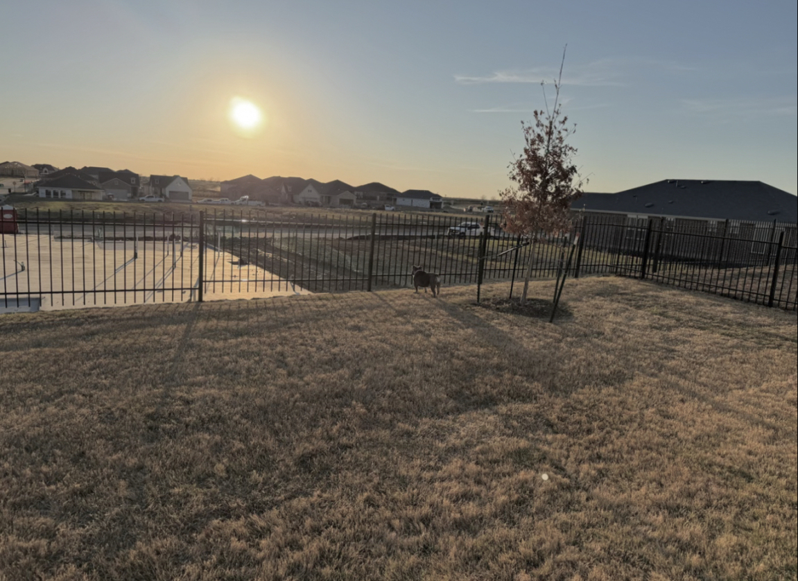 yard before landscaping