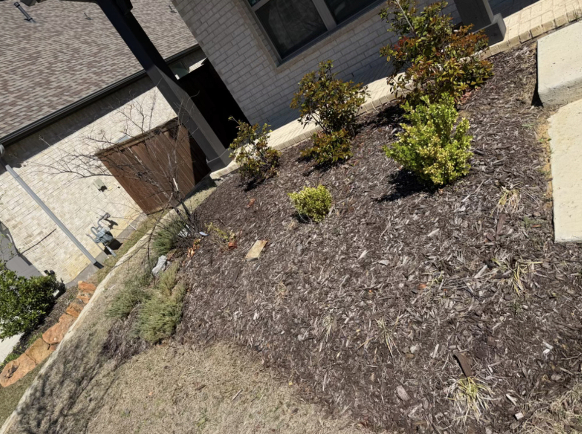 yard before landscaping