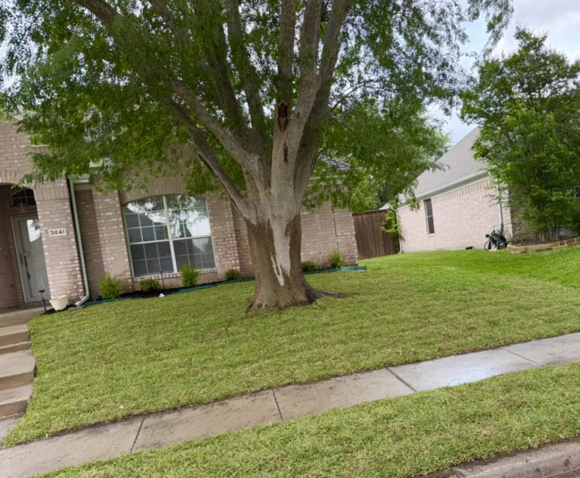 yard after landscaping