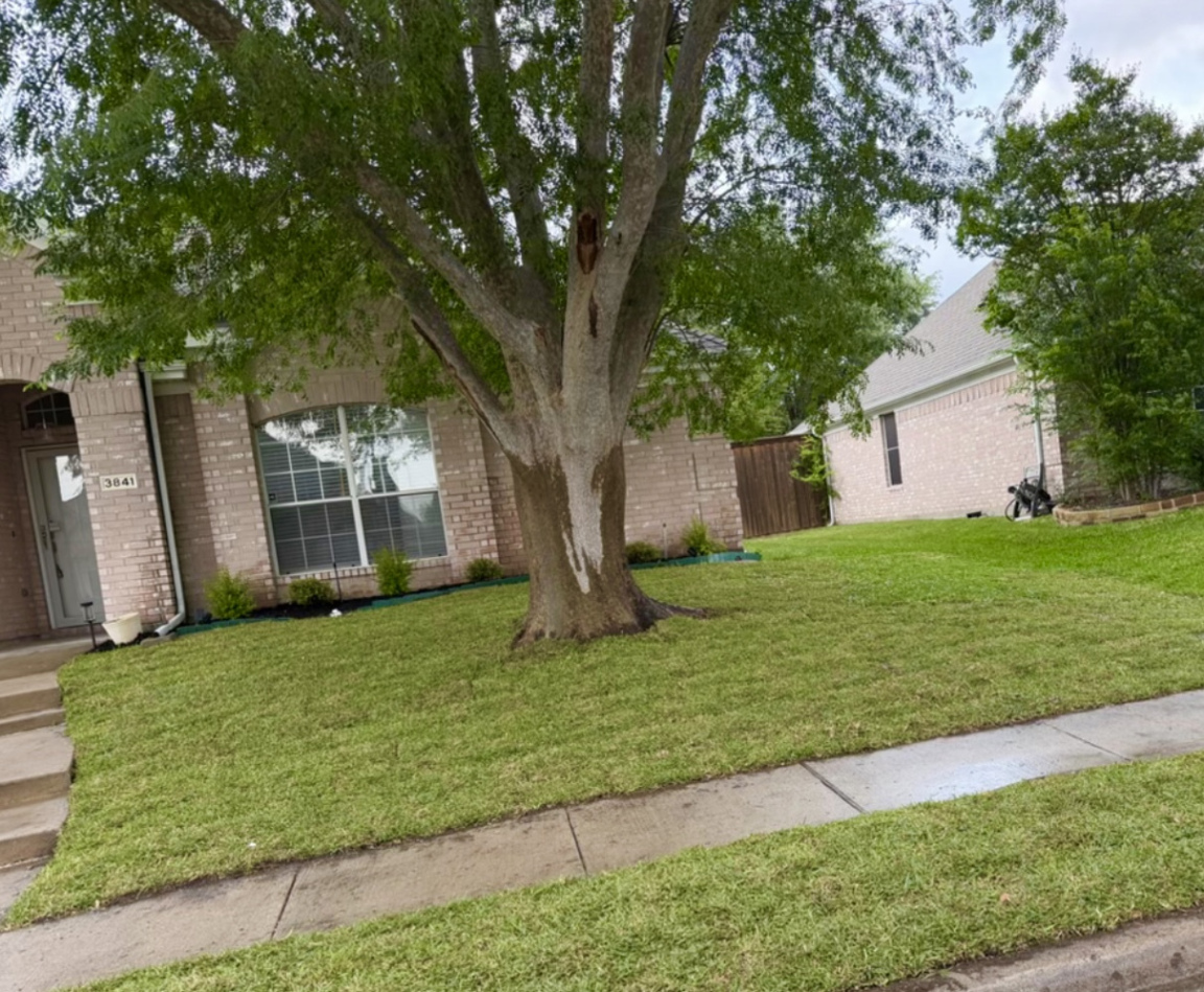 yard after landscaping