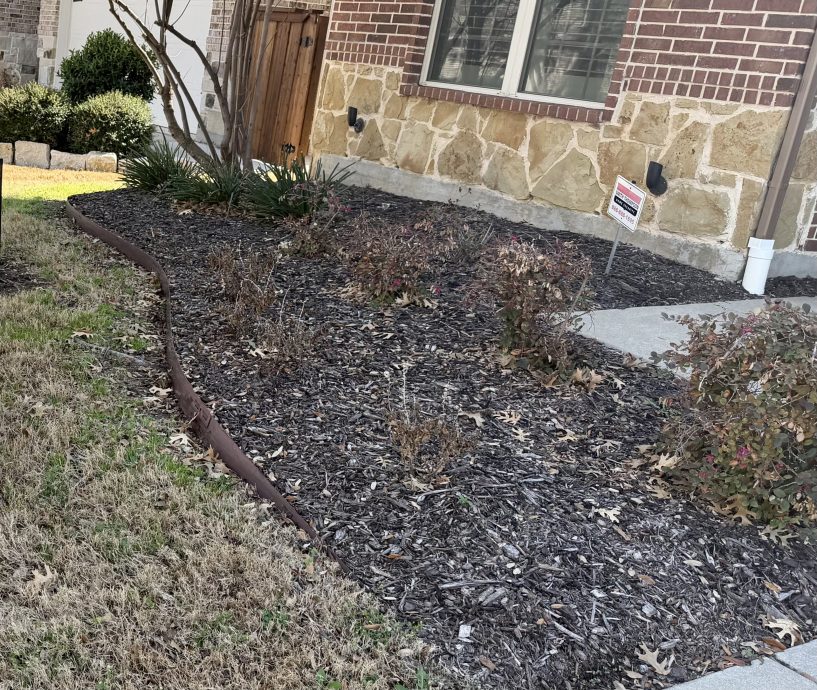 yard before landscaping